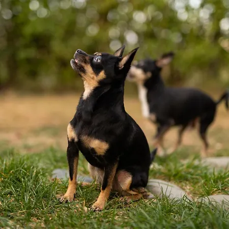 гнездото The Nest 1 3*