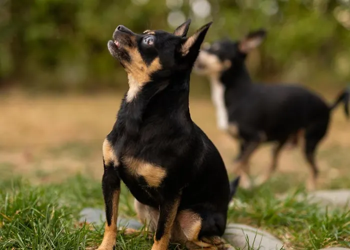 гнездото The Nest 1 3*